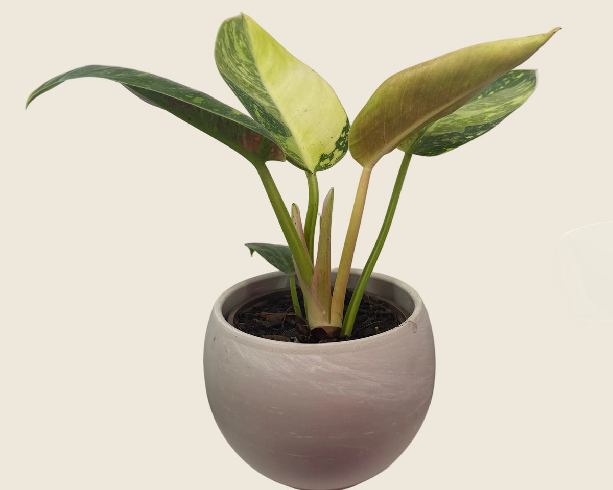 Philodendron ‘Congo Nuclear’ – 4-inch – Exact Plant (#0001)