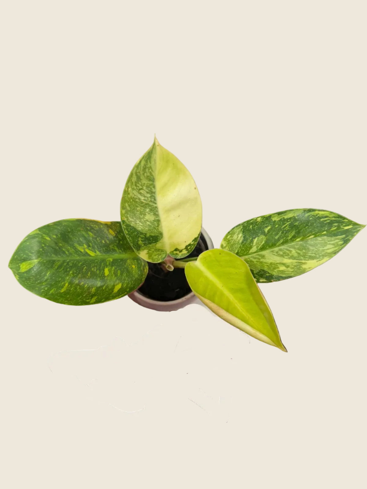 Philodendron ‘Congo Nuclear’ – 4-inch – Exact Plant (#0001)