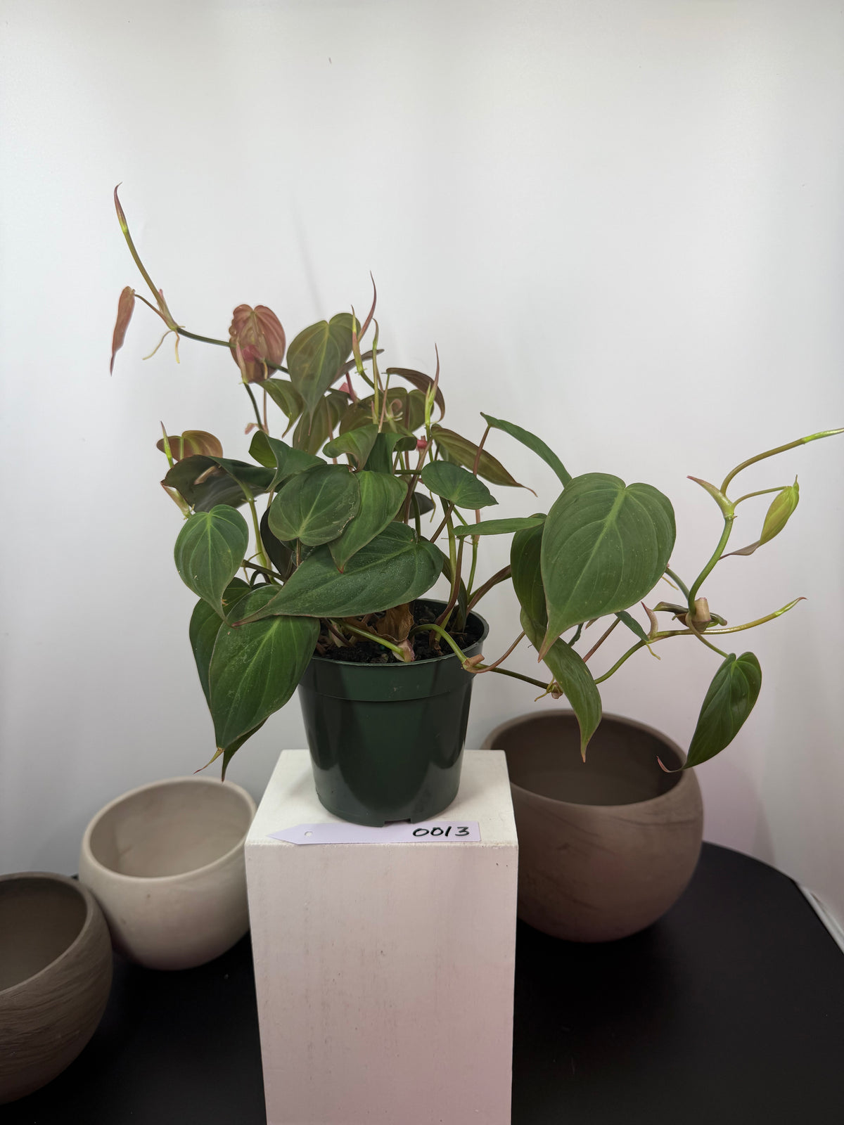 Philodendron ‘Micans’