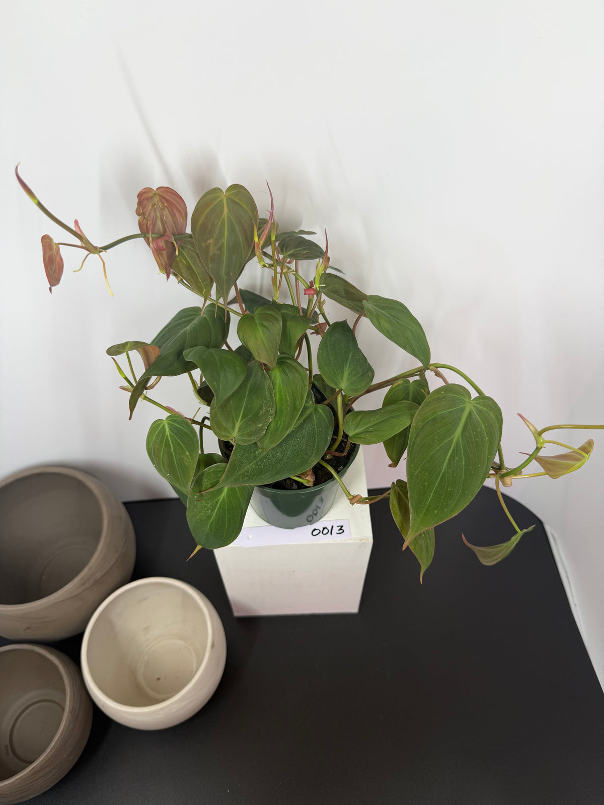 Philodendron ‘Micans’
