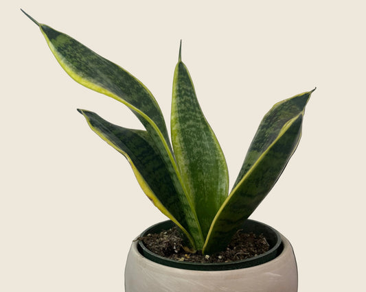 Snake Plant ‘Futura Superba’ – 4-inch – Exact Plant #0106)