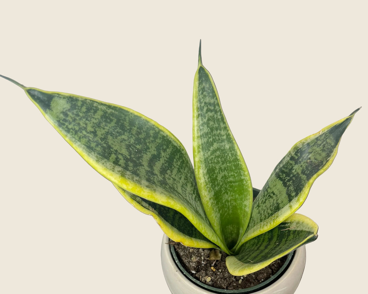 Snake Plant ‘Futura Superba’ – 4-inch – Exact Plant #0106)