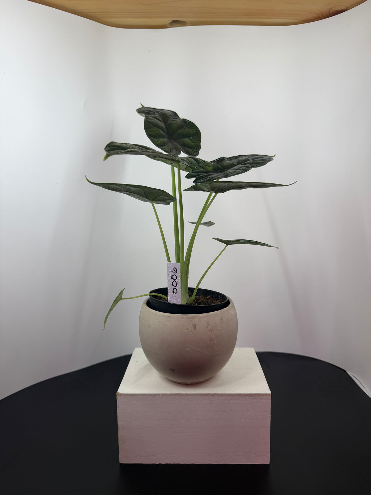 Alocasia ‘Dragon Scale’