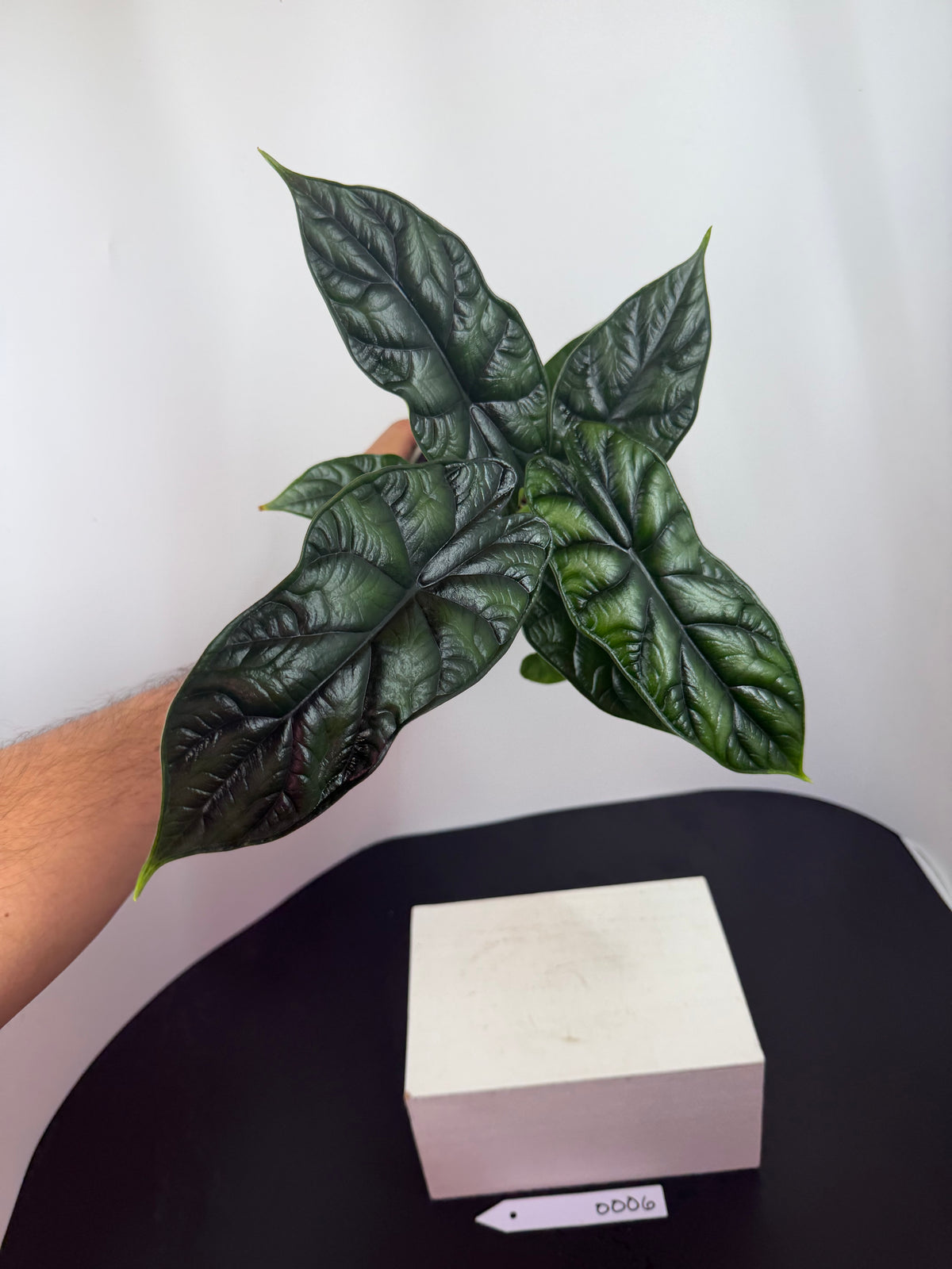 Alocasia ‘Dragon Scale’