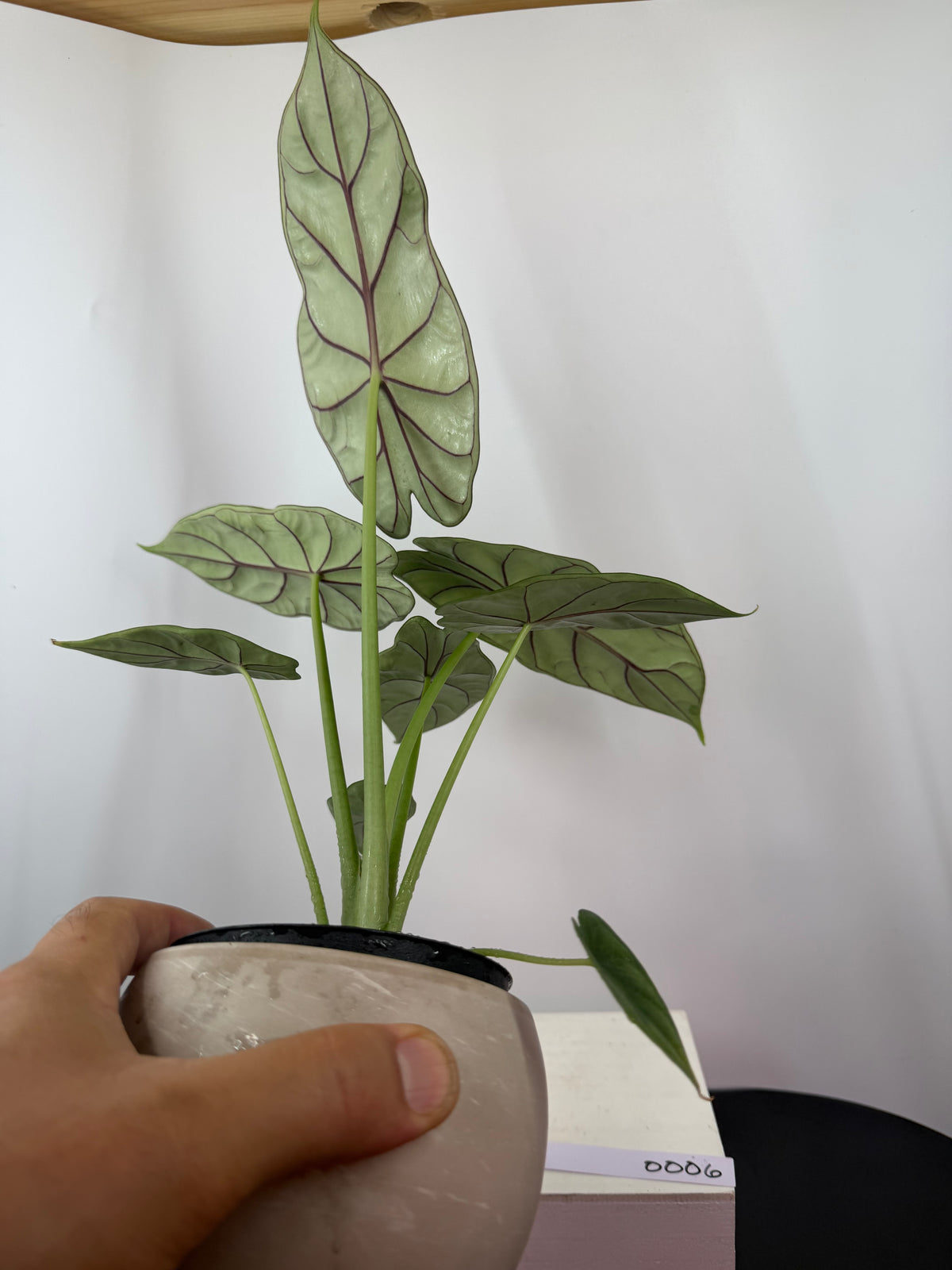 Under side of Dragon Scale Alocasia #0006 9.12.2026