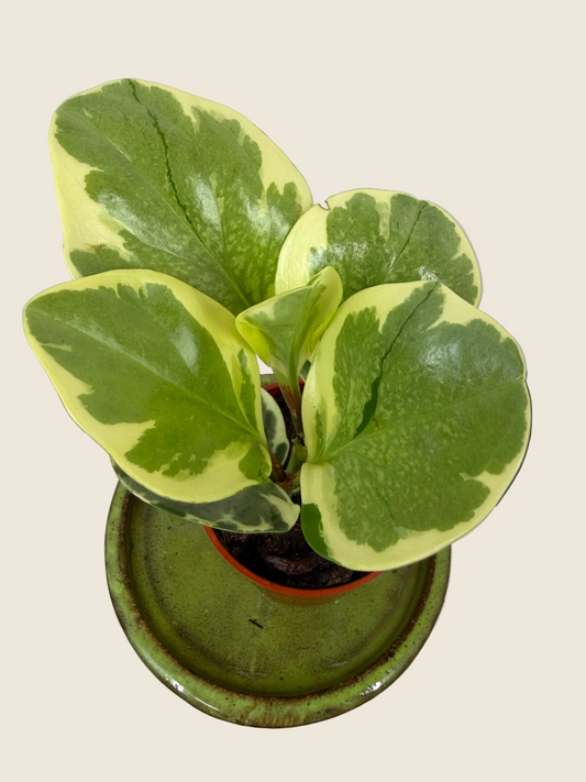 Peperomia obtusifolia ‘Variegata’ – 2.5-inch – Exact Plant (#0048)