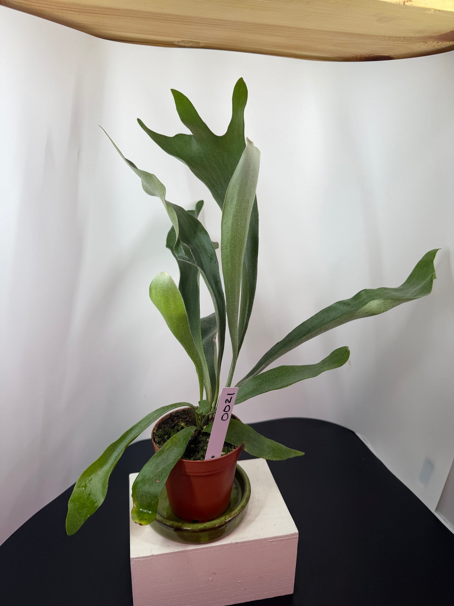 Staghorn Fern – 4"