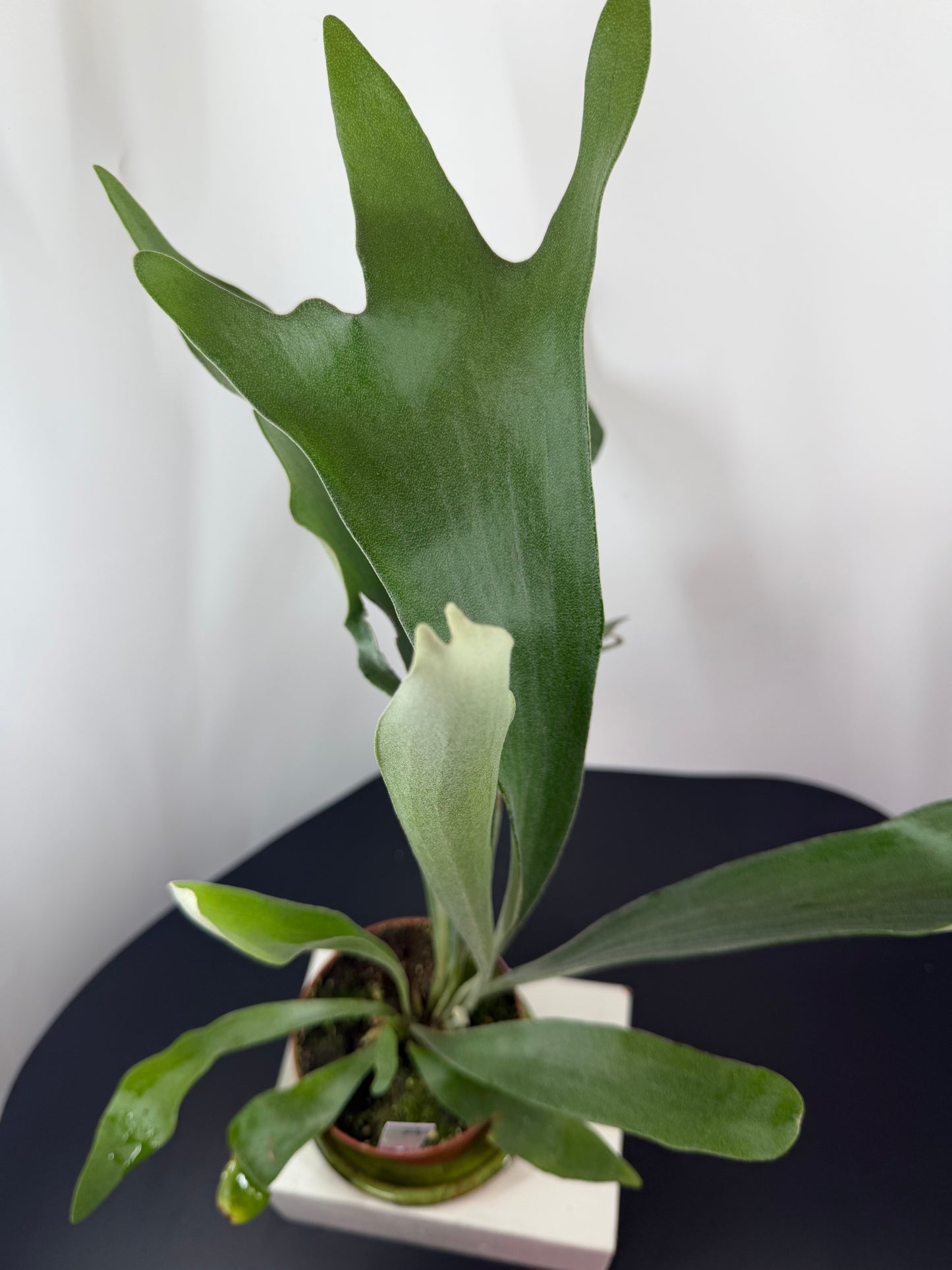 Staghorn Fern – 4"