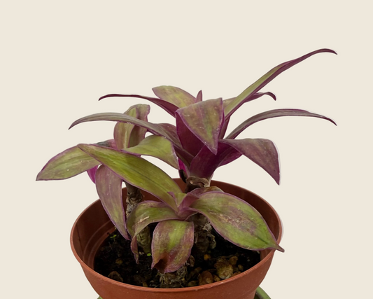 Moses-in-the-Cradle ‘Tricolor’ – 4-inch – Exact Plant 1 of 3 (#0028)