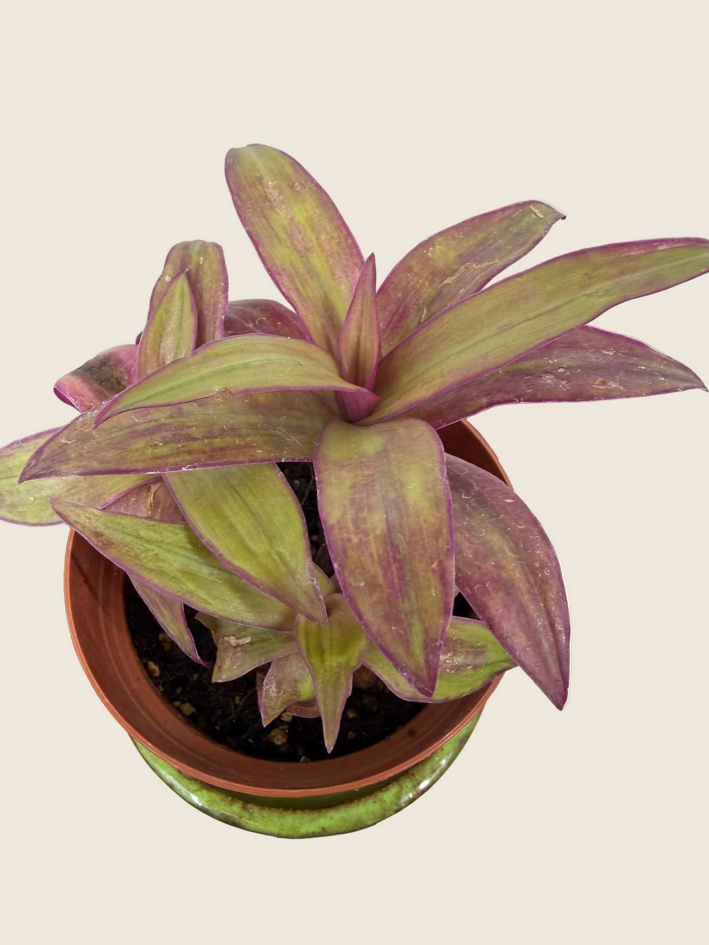 Moses-in-the-Cradle ‘Tricolor’ – 4-inch – Exact Plant 1 of 3 (#0028)