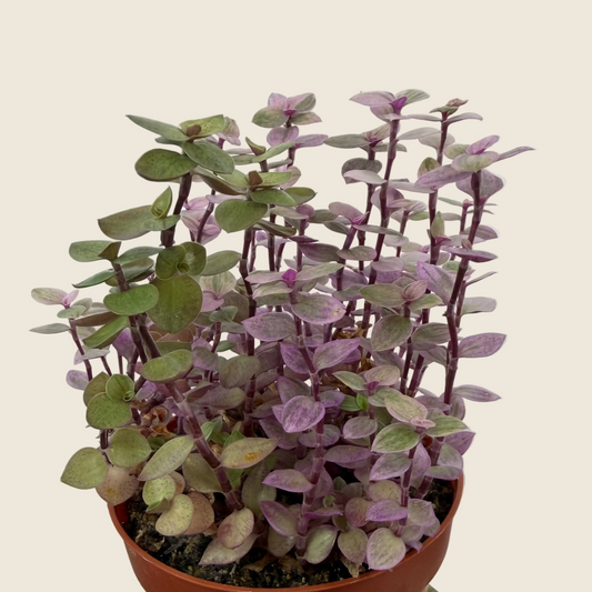 Tradescantia ‘Pink Panther’ – 4-inch – Exact Plant (#0033)
