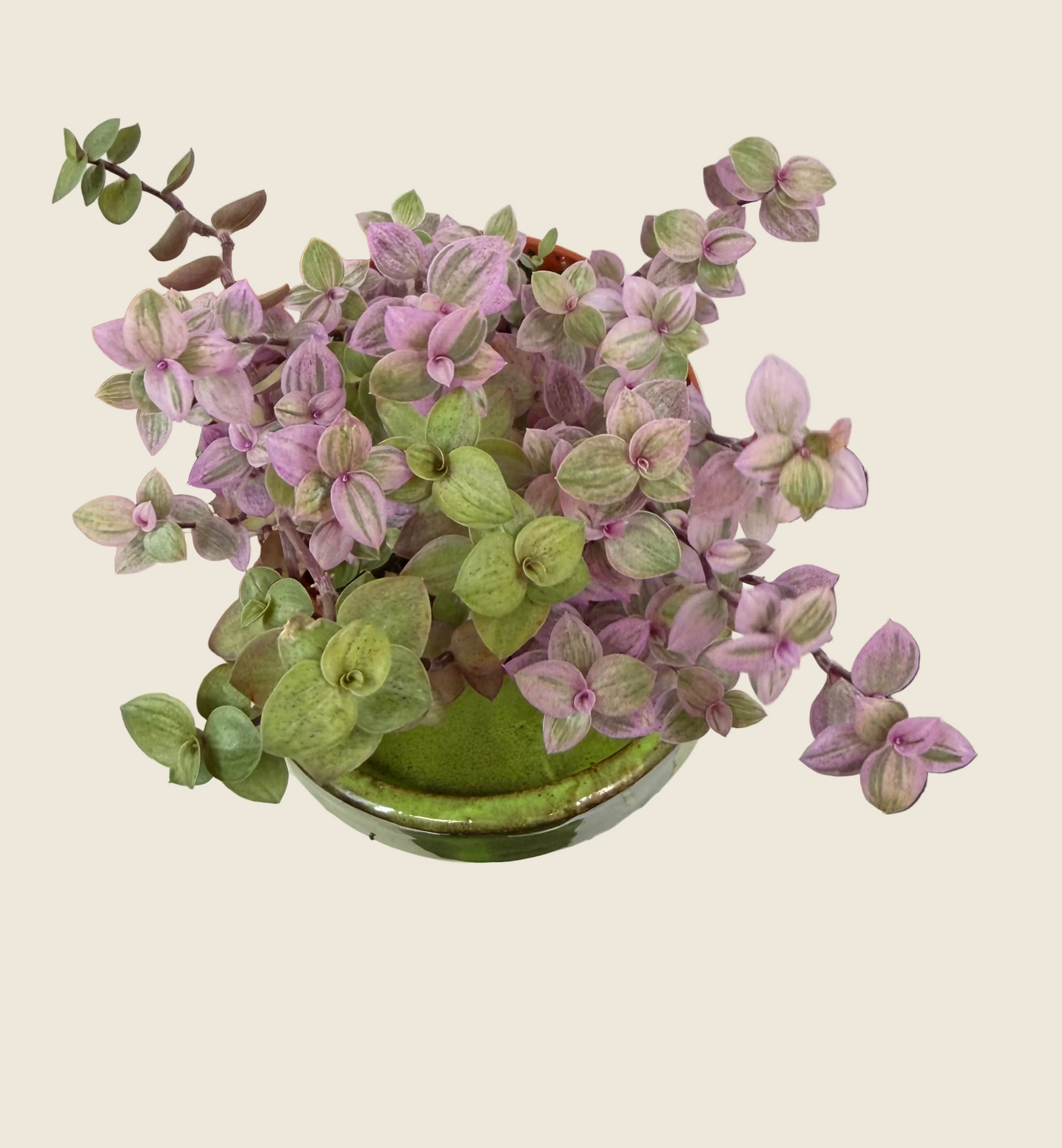 Tradescantia ‘Pink Panther’ – 4-inch – Exact Plant (#0033)