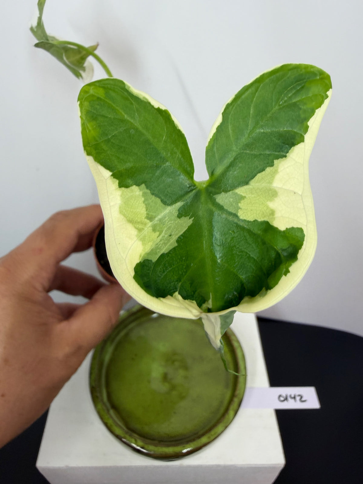 Variegated Alocasia ‘Stingray’