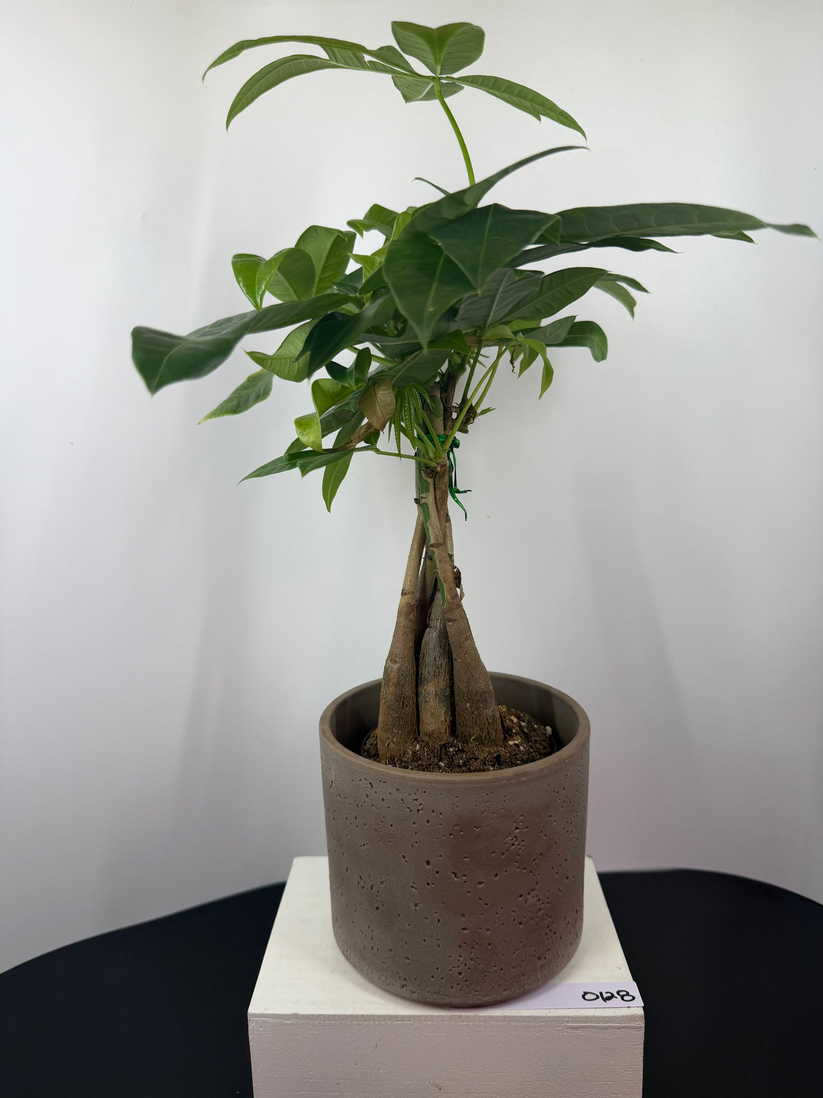 Money Tree – 4"