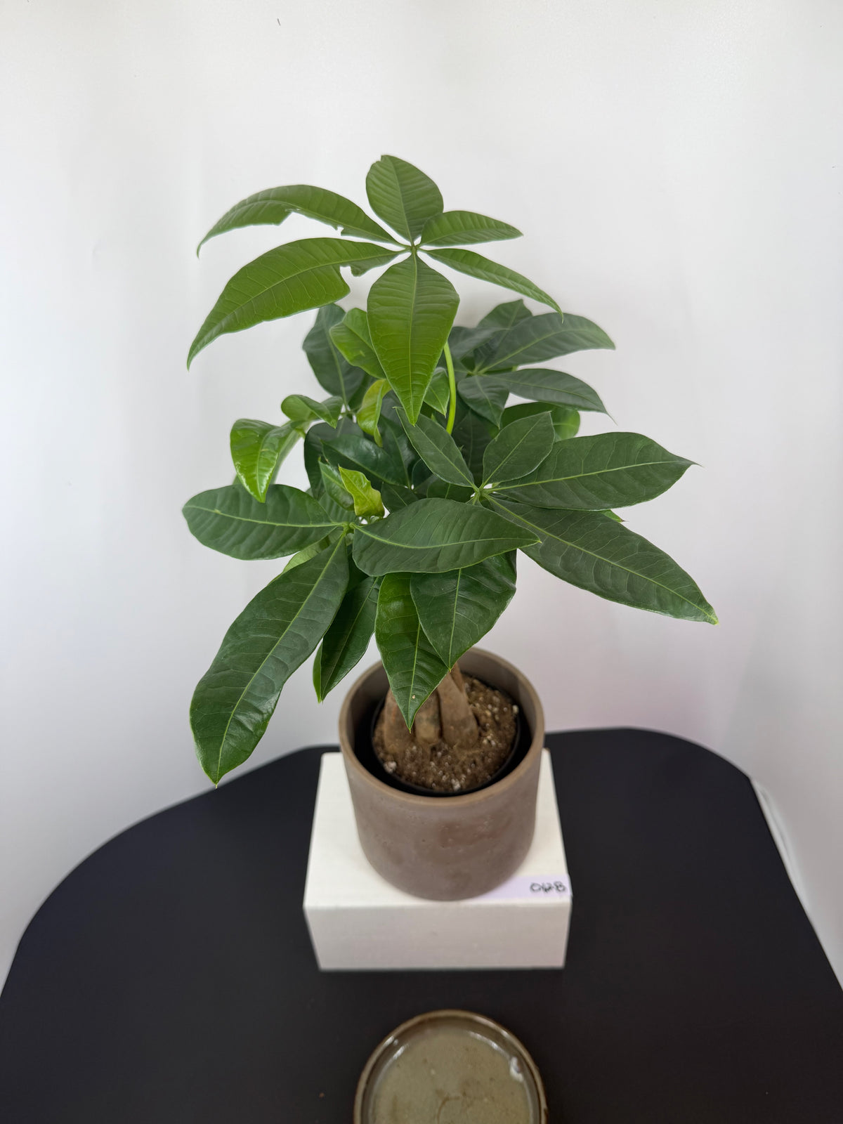 Money Tree – 4"