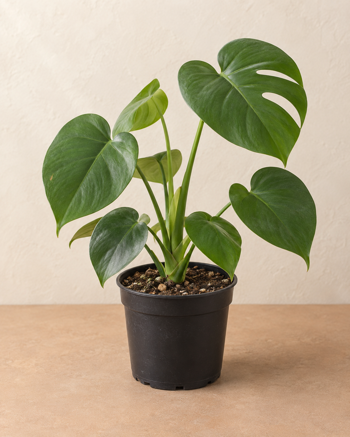 Monstera deliciosa – 6-inch