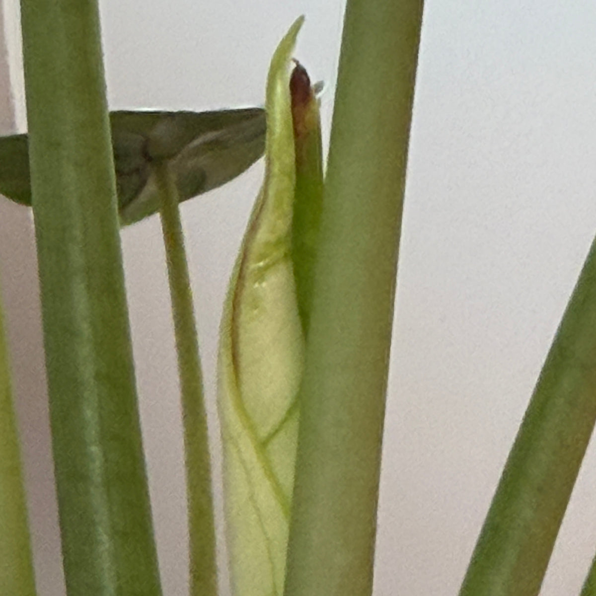 New emergent leaf 4x magnification. The dark tissue is from the sheath . pic taken 9.24.26
