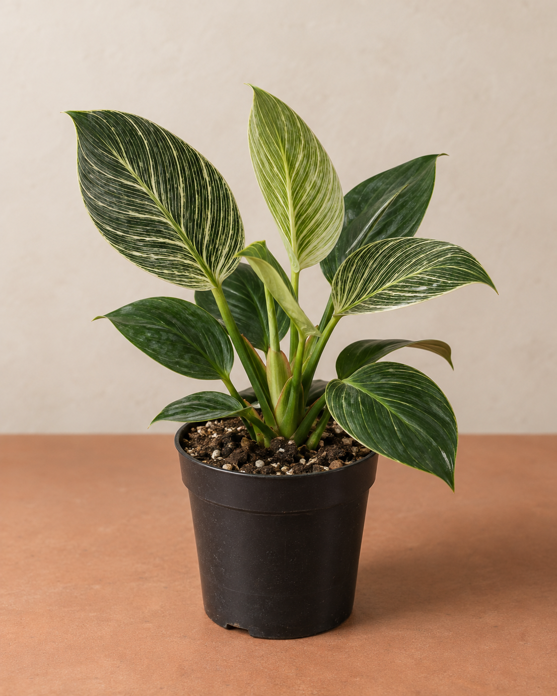 Philodendron ‘Birkin’ – 4-inch