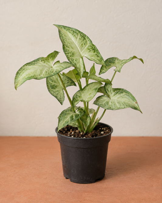 Syngonium ‘White Butterfly’ – 4-inch