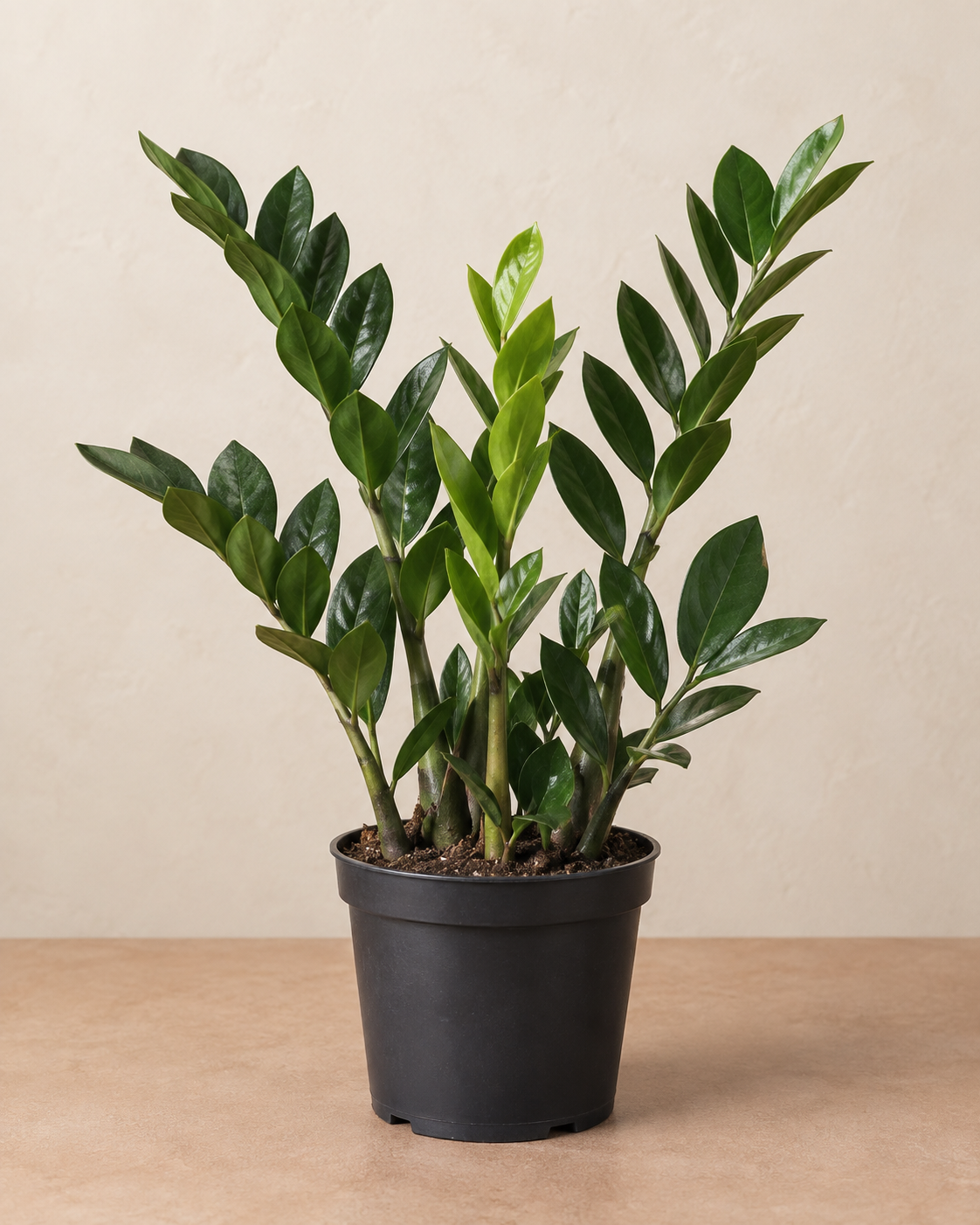 ZZ Plant – 6-inch