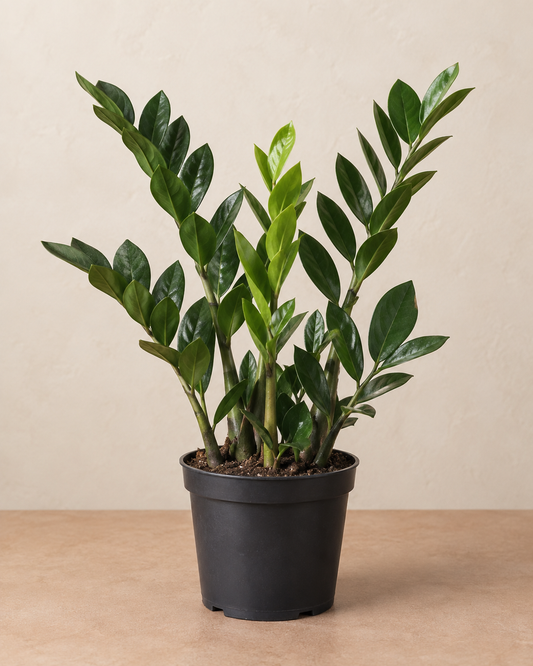ZZ Plant – 6-inch